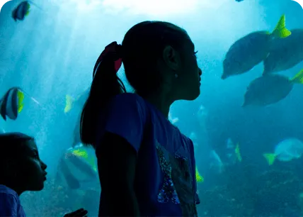 ACUARIO INTERACTIVO